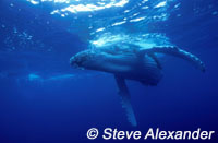 Humpback calf underwater