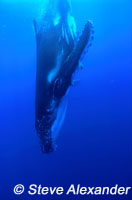 Humpback diving