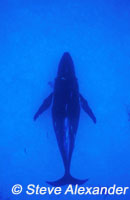 Humpback juvenile underwater